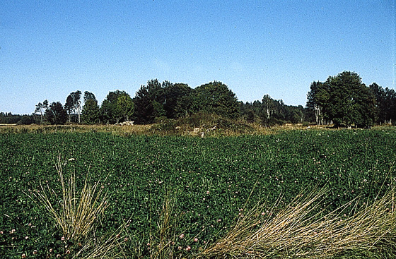 Gravfält i Berg